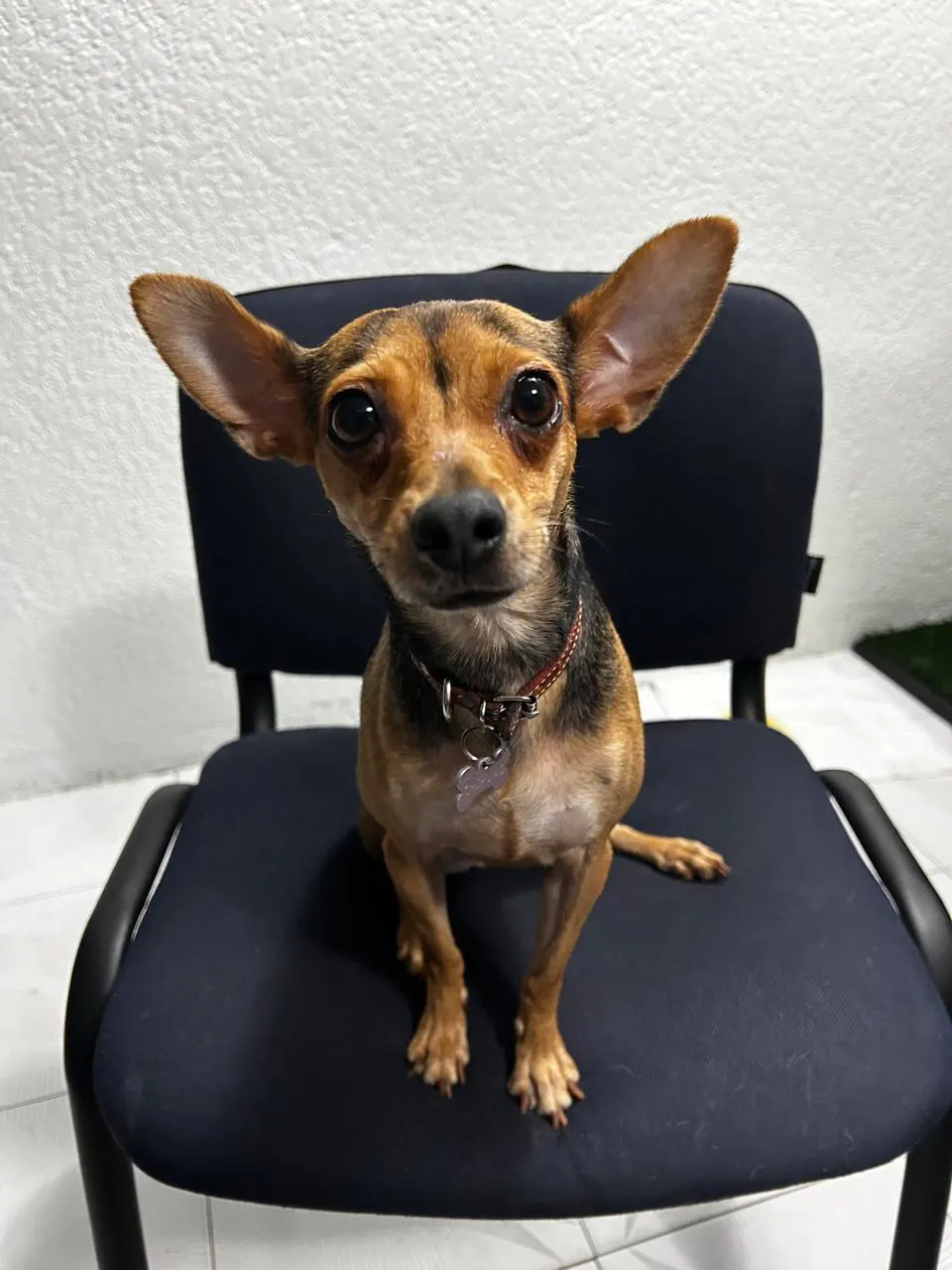 Paciente canino en silla de consulta — Vetmedicyn