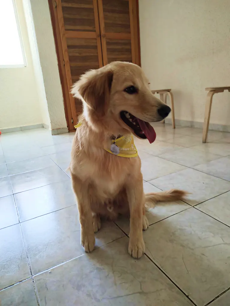 Golden retriever con pañuelo amarillo en consulta — Vetmedicyn