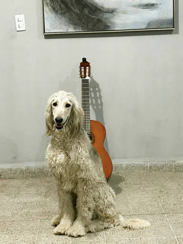 Paciente canino de pelo largo en consulta — Vetmedicyn