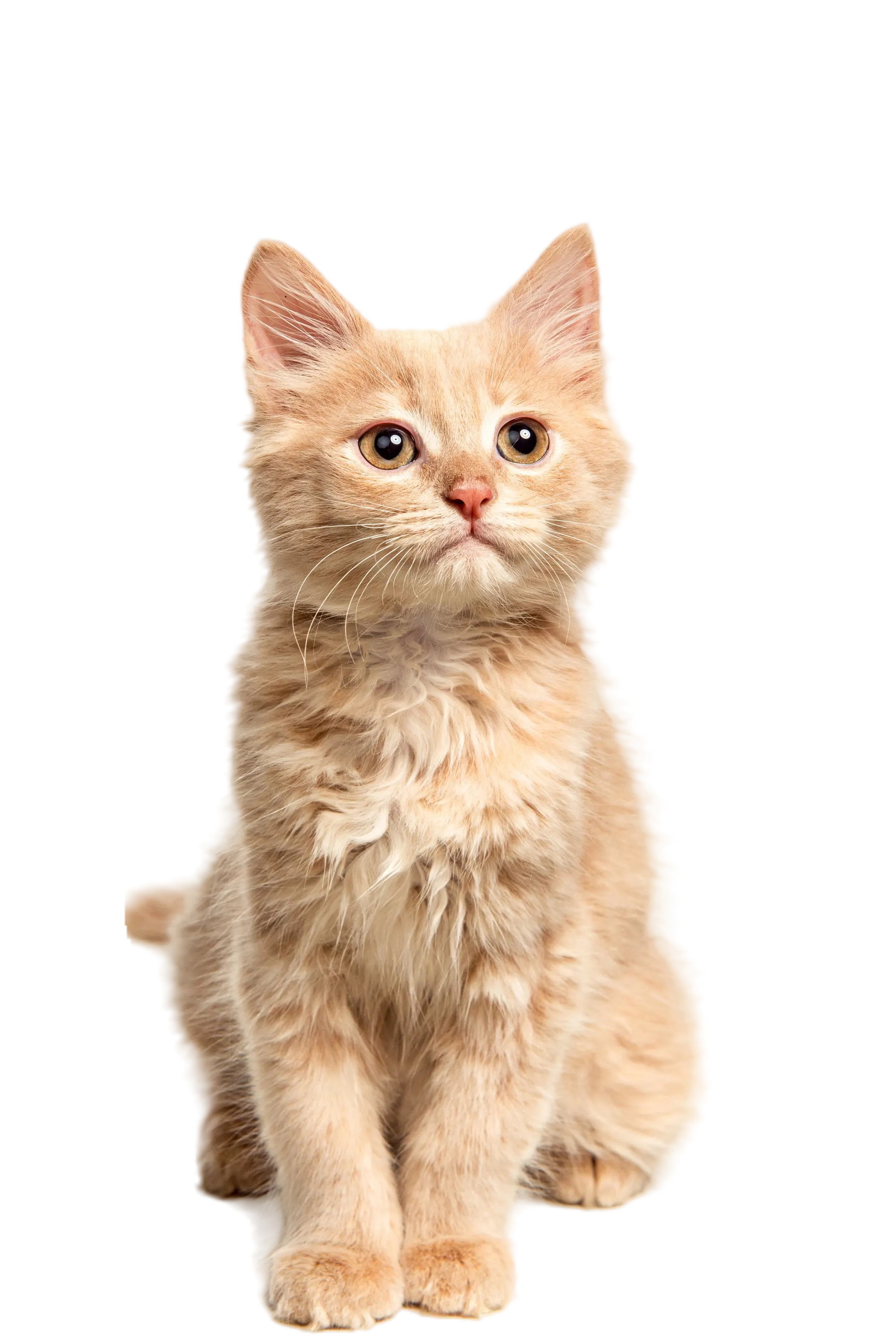 Gato atento, servicios quirúrgicos veterinarios