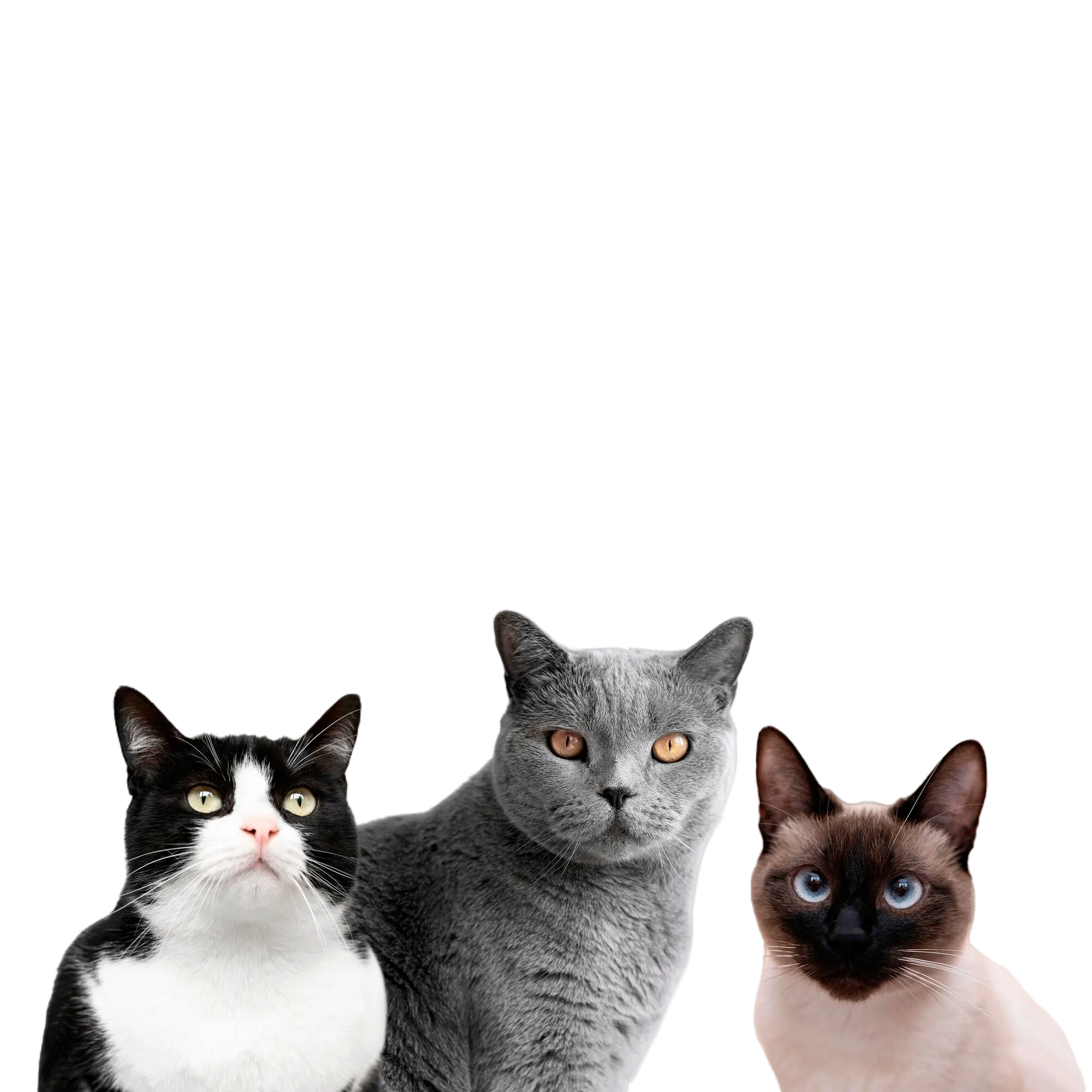 Mascotas felinas, desparasitación veterinaria