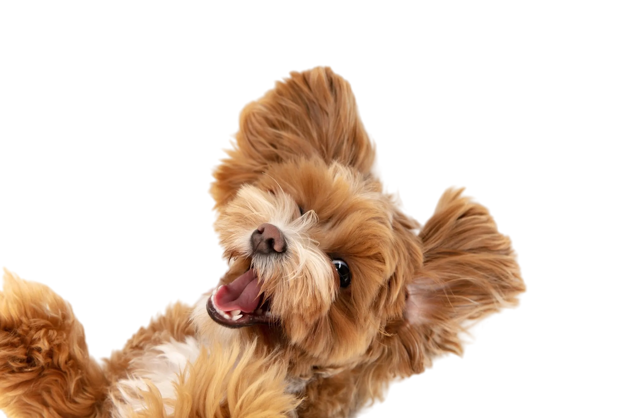 Perro maltés descansando, consulta veterinaria a domicilio