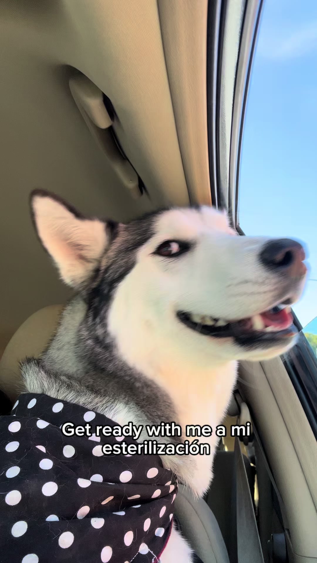 Vídeo de TikTok de Vetmedicyn: GRWM para la esterilización de Leia ✨ Si tienes alguna duda sobre la