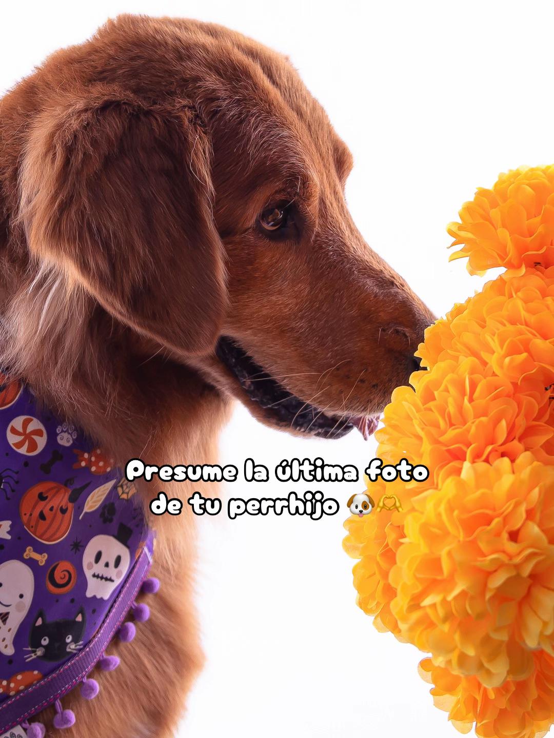 Vídeo de TikTok de Vetmedicyn: 👀 #perros #perrostiktokers #perrhijos