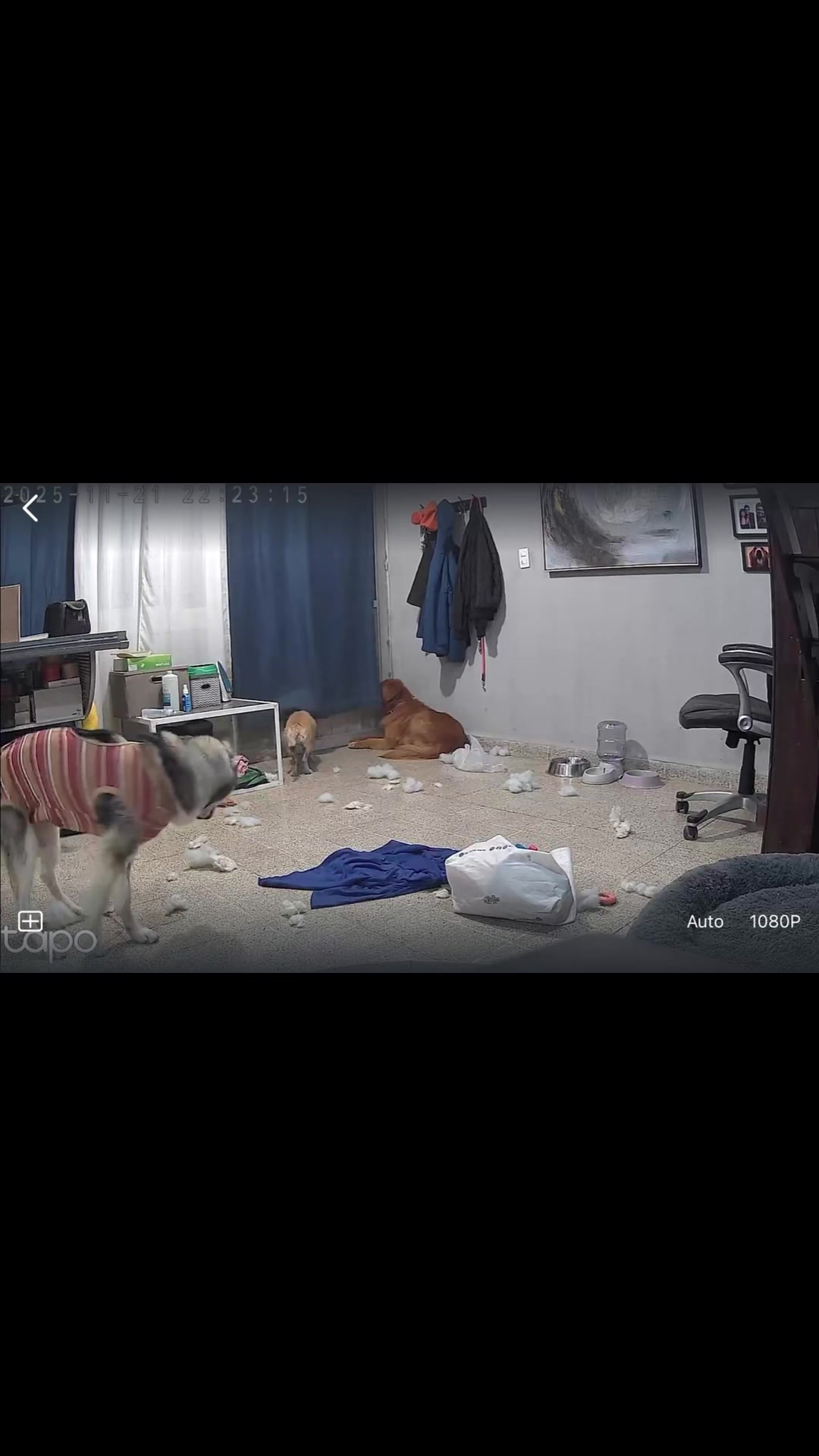 Vídeo de TikTok de Vetmedicyn: Cuando piensas que tu Husky ya se va a portar bien… 🫠🫠 #huskys #husky