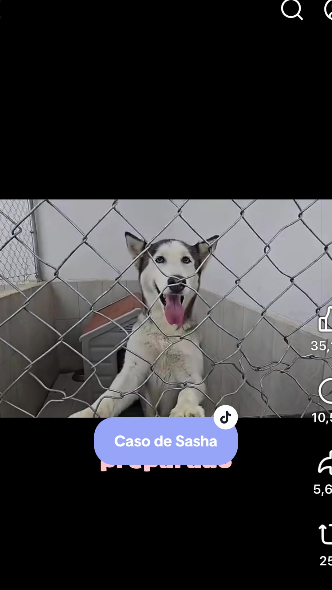 Vídeo de TikTok de Vetmedicyn: El caso de Sasha generó mucho debate, pero pocas reflexiones útiles 🤨